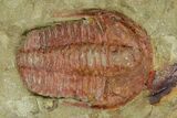 Ordovician Trilobite (Euloma) - Zagora, Morocco #120145-1